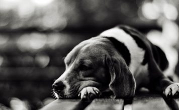 perros deprimidos por la pérdida de su dueño