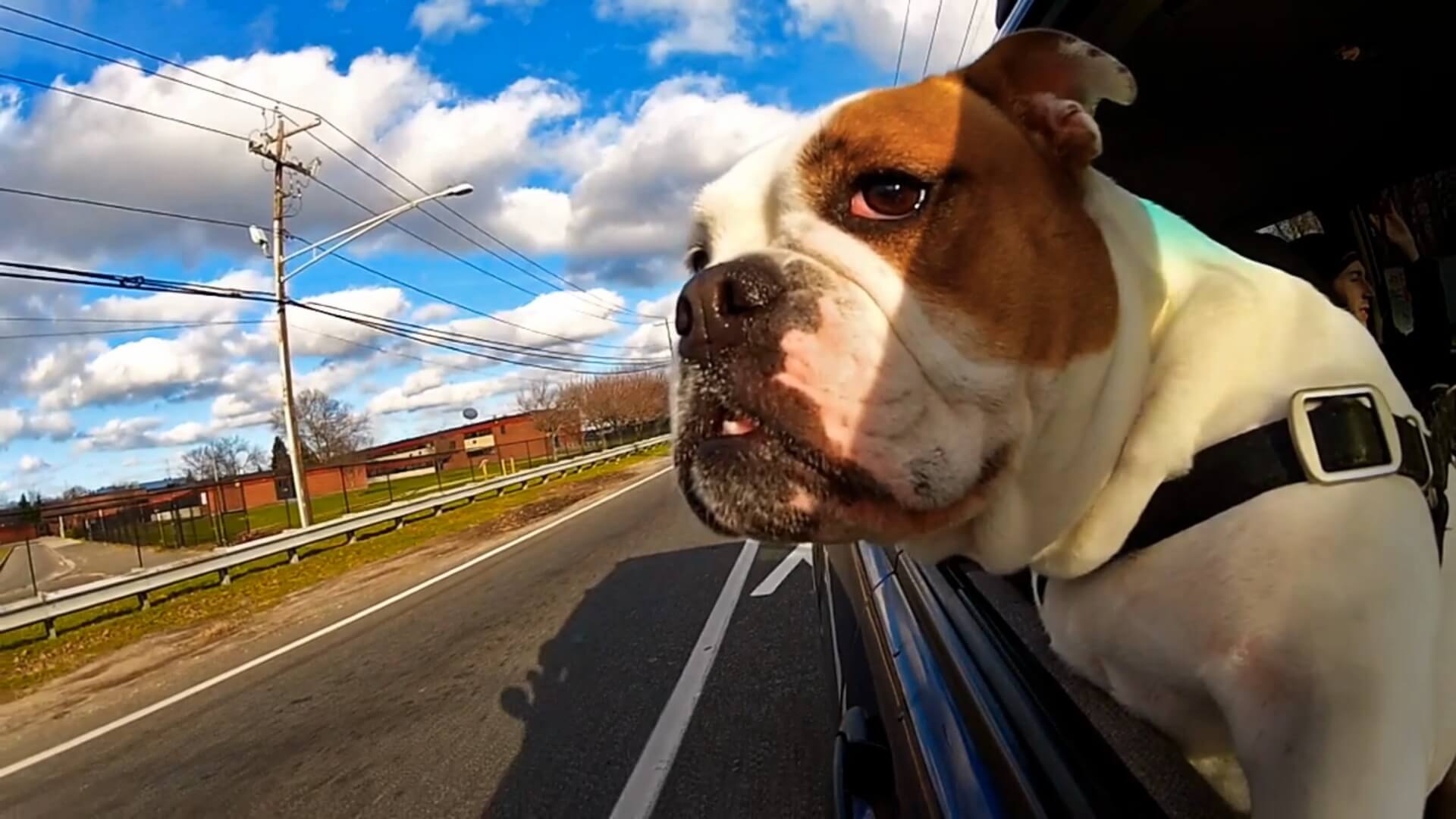 Perros en el auto