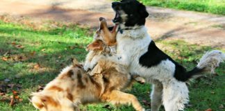 Como detener a un perro de ladrar a a otros perros