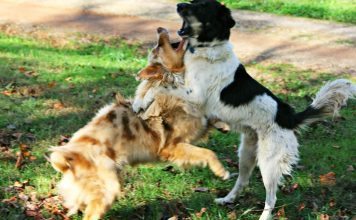 Como detener a un perro de ladrar a a otros perros