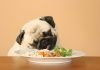 comida casera para perros